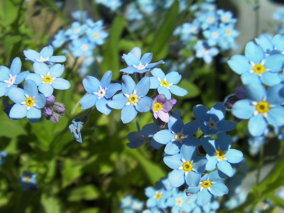myosotis, forget-me-not, flower, blue, blue stickseed, hackelia micrantha, HD wallpaper
