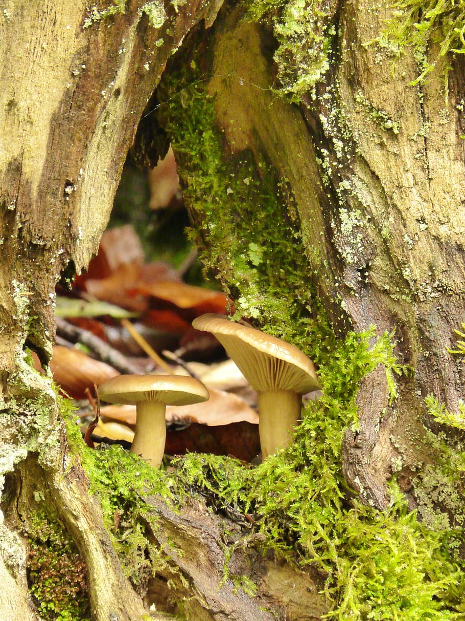 mushrooms, plant, forest, tree, tree stump, nature, tree trunk HD wallpaper