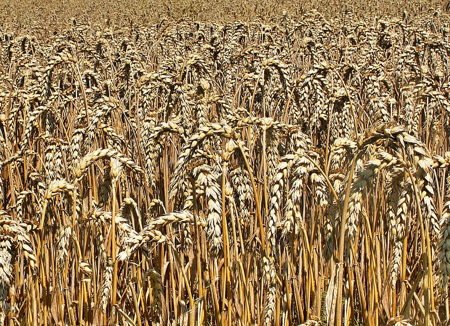 corn, field, agriculture, ears, harvest, the cultivation of HD wallpaper