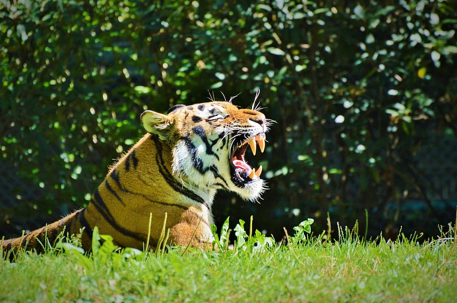 Bengal tiger, Tiger, Cat, Wildcat, Big Cat, Dangerous, zoo HD wallpaper
