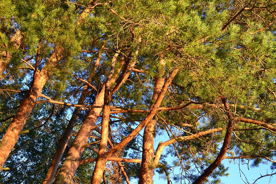 pine, nature, trees, coniferous tree, forest, plant, growth HD wallpaper