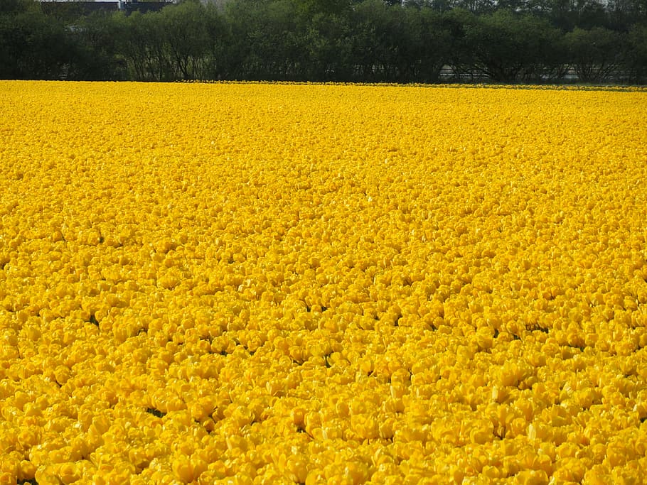 flower field, yellow, tulips, spring, bulbs, plants, blooms HD wallpaper