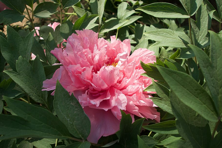 Peony, Flower, close-range photogrammetry, pink color, leaf HD wallpaper
