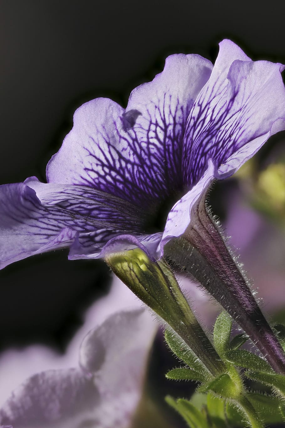 Petunia, Flower, Blooming, Spring, gardening, nature, purple HD wallpaper