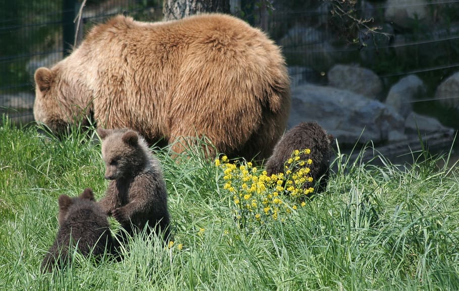 Animals, Brown Bear, teddy, young animal, animal wildlife, grass HD wallpaper