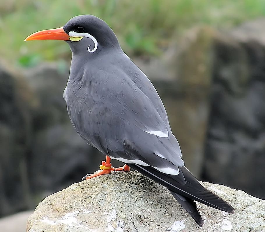 Inca Tern, Bird, Zoo, Wildlife, seabird, nature, one animal HD wallpaper
