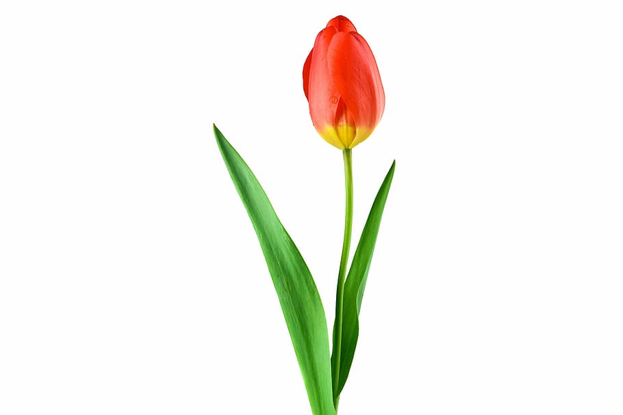 photo of red tulips with green leaf, plant, flower, stengel, drop of water, HD wallpaper