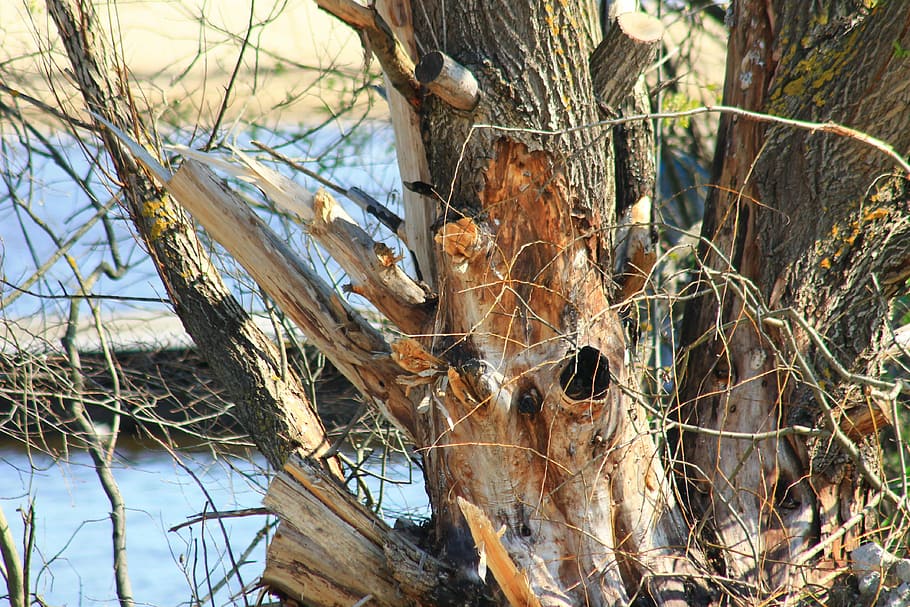 chernobyl, tree, old, old tree, plant, day, nature, no people HD wallpaper