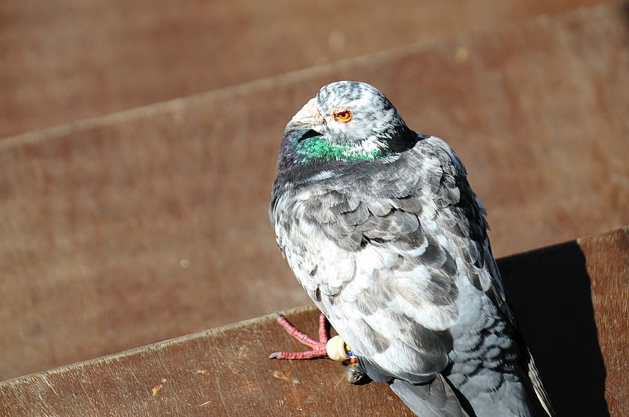 pigeon, bird, animal, one animal, vertebrate, animal wildlife HD wallpaper