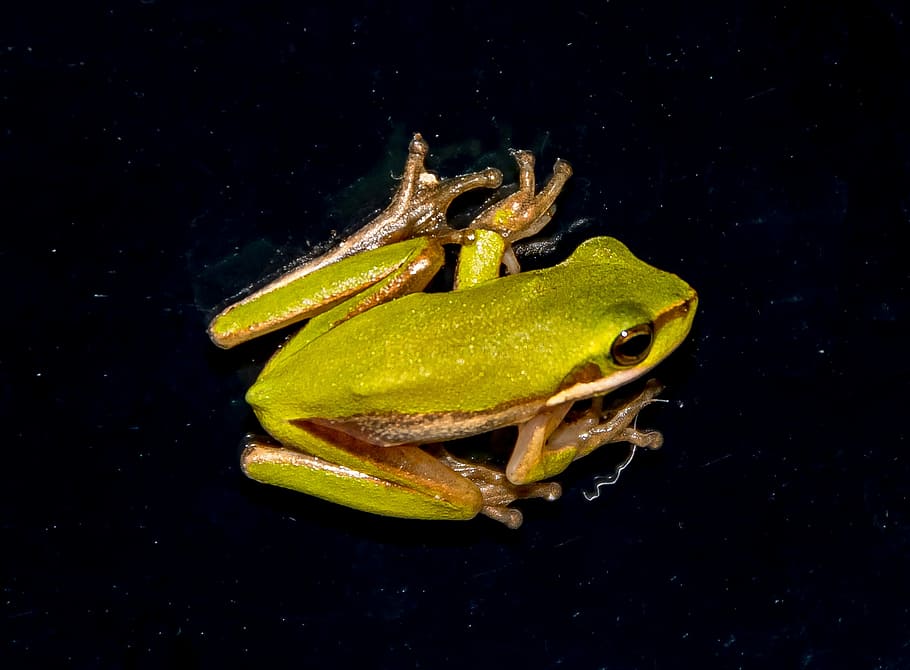 Eastern Sedge Frog, eastern dwarf tree frog, litoria fallax, green, HD wallpaper