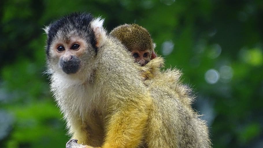 little monkey, mother and child, apenheul, animal, cute, nature, HD wallpaper