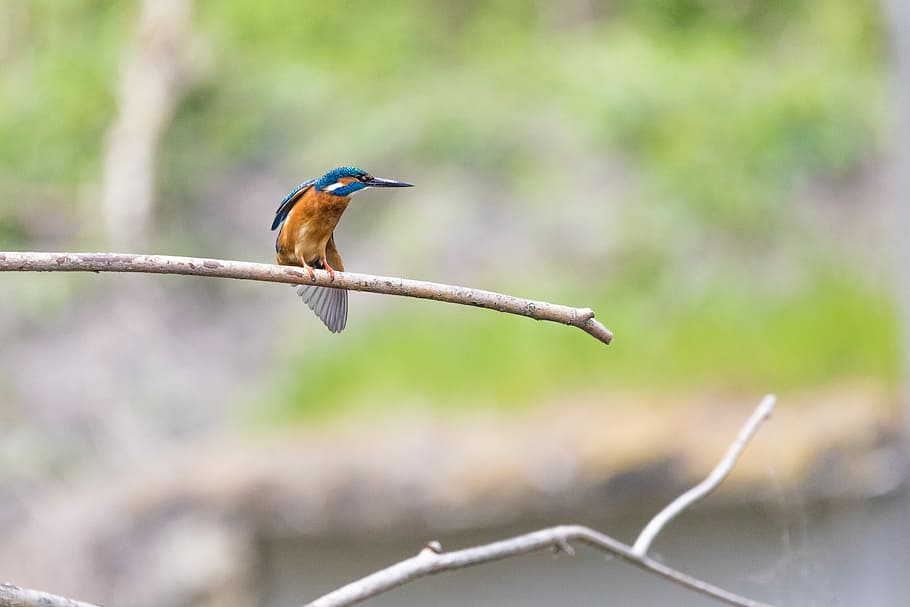 animal, background, beak, beautiful, beautiful kingfisher, beauty HD wallpaper