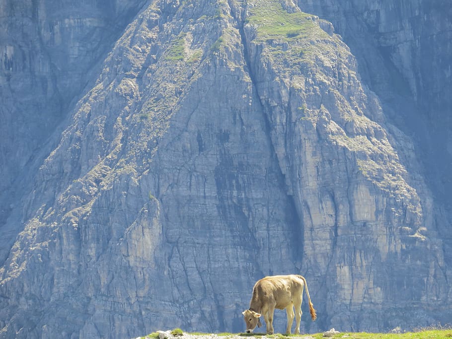 cow, alpine, outlook, alm, mammal, animal themes, animal wildlife HD wallpaper