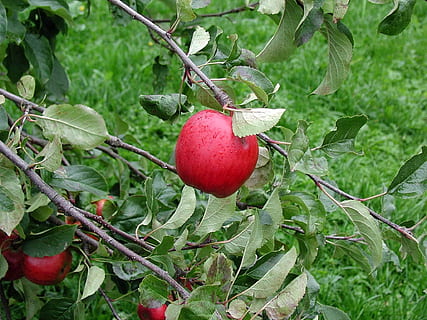 Apple, Tree, Tree, Branch, Fruit, Ripe, Leaves, orchard, food HD wallpaper