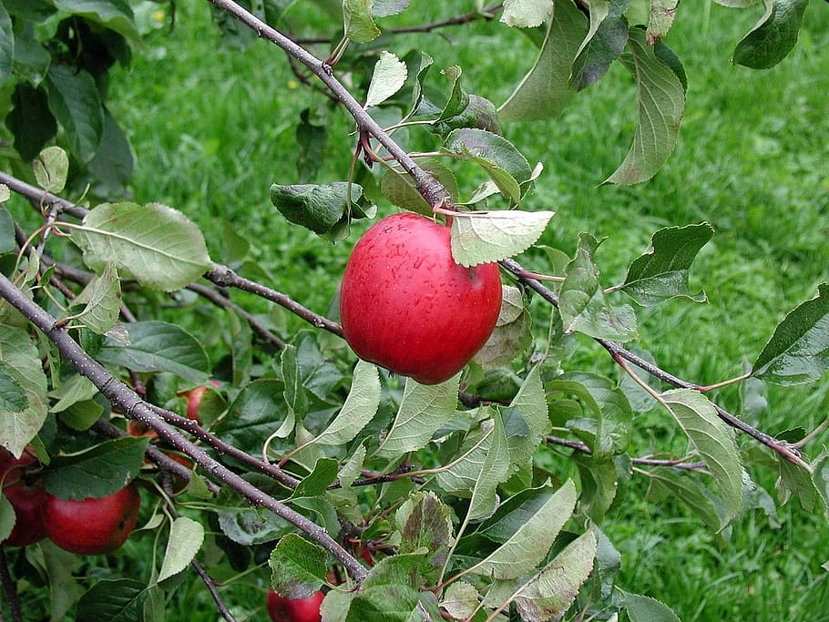 Apple, Tree, Tree, Branch, Fruit, Ripe, Leaves, orchard, food HD wallpaper