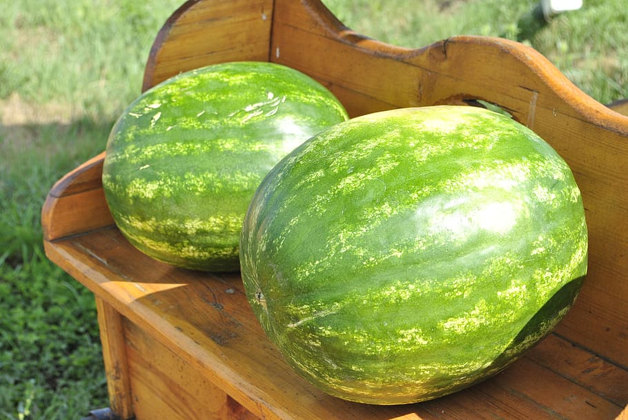 melon, watermelon, fruit, food and drink, green color, healthy eating HD wallpaper