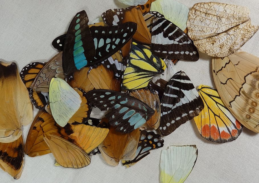 butterfly, wings, insects, high angle view, indoors, food, no people HD wallpaper