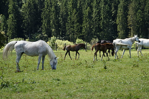 herd of horses on grass field, mares, foal, arabs, breeding HD wallpaper