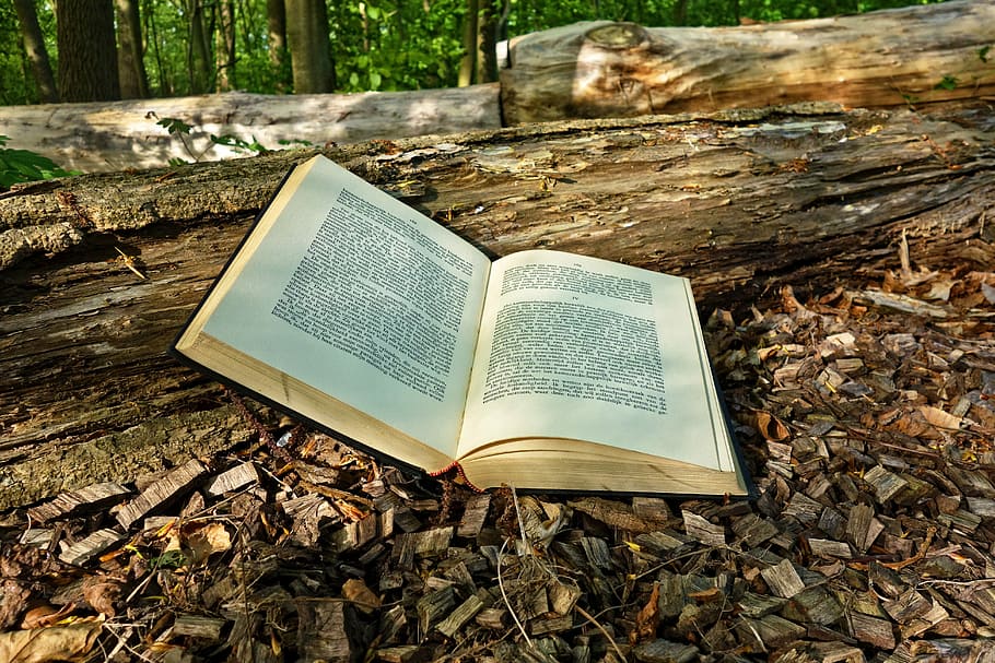 open book on brown log during daytime, letter, word, text, reading HD wallpaper