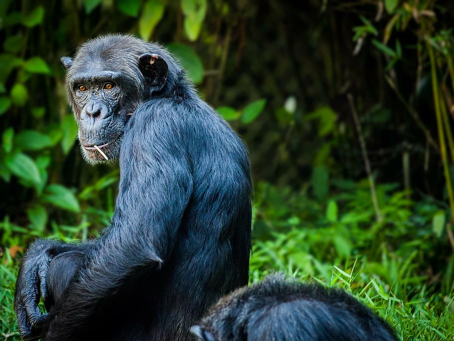 black chimpanzee, monkey, ape, view, animal wildlife, one animal HD wallpaper
