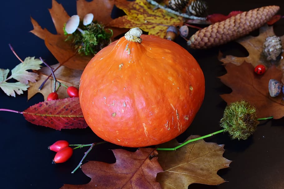 autumn, harvest, pumpkin, orange, nature, color, vegetables HD wallpaper