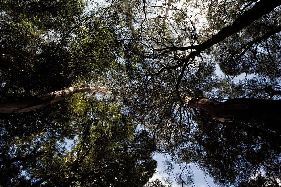 trees, plant, nature, forest, low angle view, growth, no people HD wallpaper