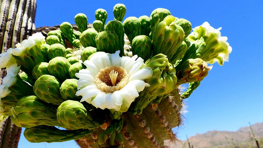 flower, cactus, saguaro, america, saguaro national park, green, HD wallpaper