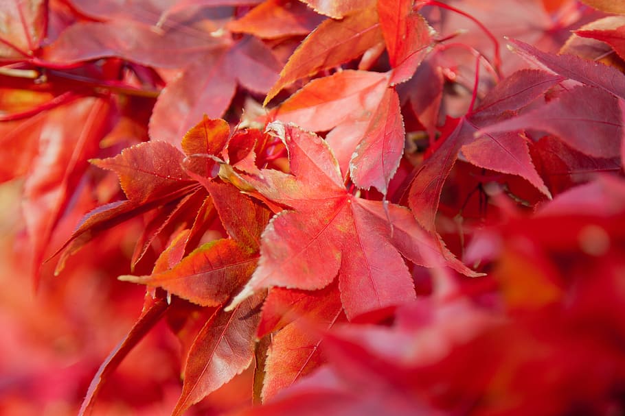 selective focus photography of red leafed plant, autumn, background HD wallpaper
