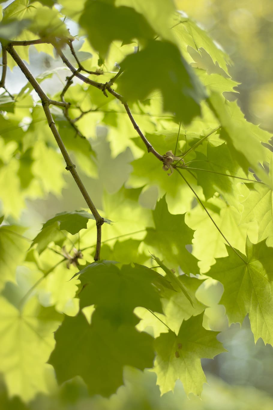 leaf, nature, flora, growth, outdoors, plant, plant part, green color HD wallpaper