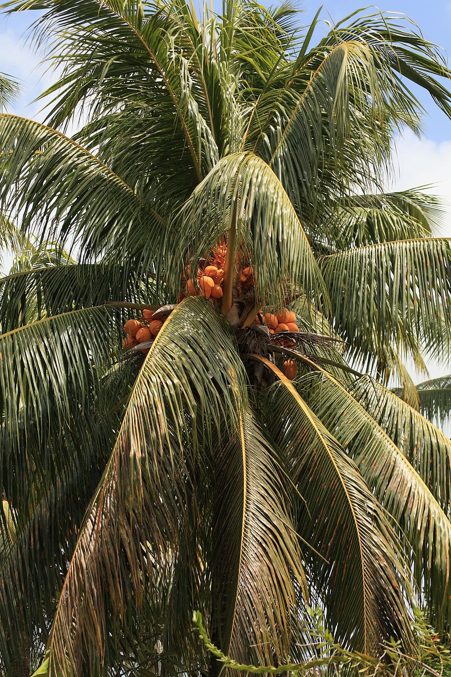 palm, coconut, tree, palm tree, plant, tropical climate, growth HD wallpaper