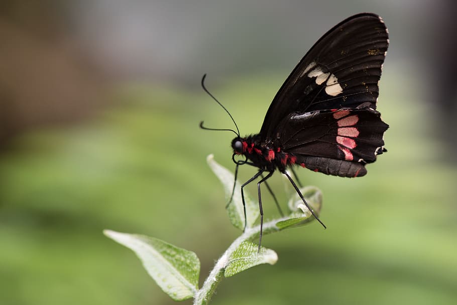 black, red, and white butterfly on green leaf, macro, pose HD wallpaper