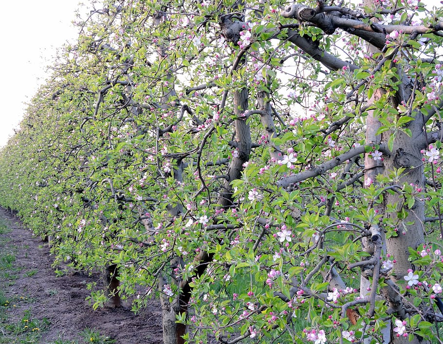 tree, bloom, field, spin, spring, plant, growth, flower, flowering plant HD wallpaper
