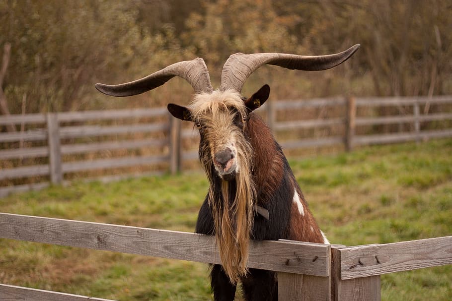 Goat Buck, Animal, Horns, animal world, face, billy goat, bock, HD wallpaper