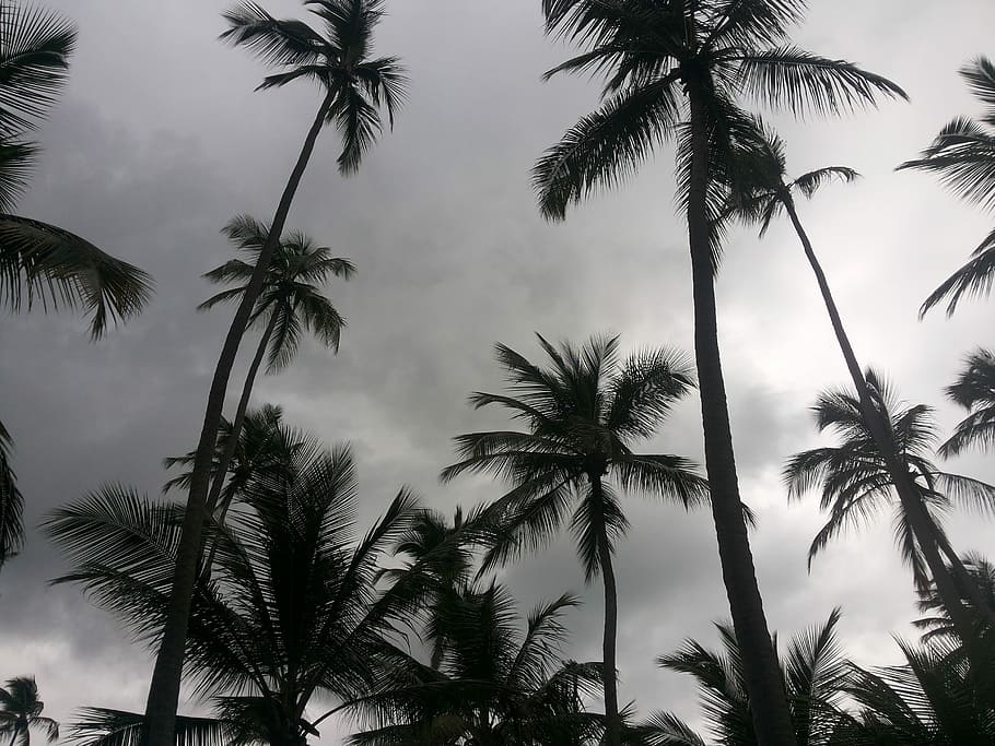 Beach, Coconut Tree, Recife, palm tree, tropical climate, tree trunk HD wallpaper