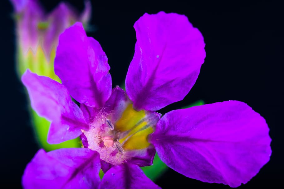Small, Flower, Blossom, Bloom, Macro, small flower, violet HD wallpaper