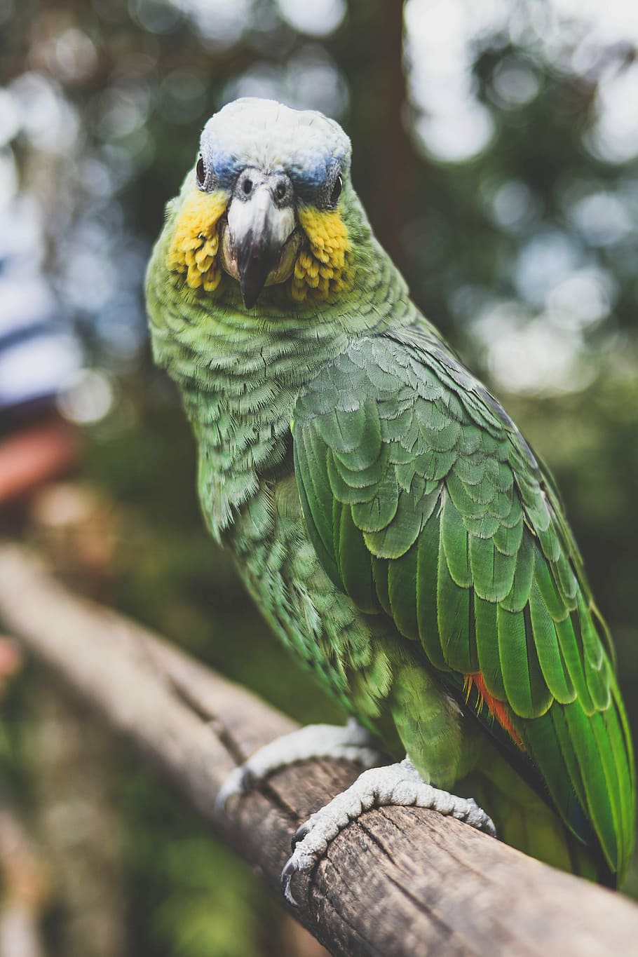 green and yellow budgerigars closeu photography, green parrot perched on wooden stick HD wallpaper