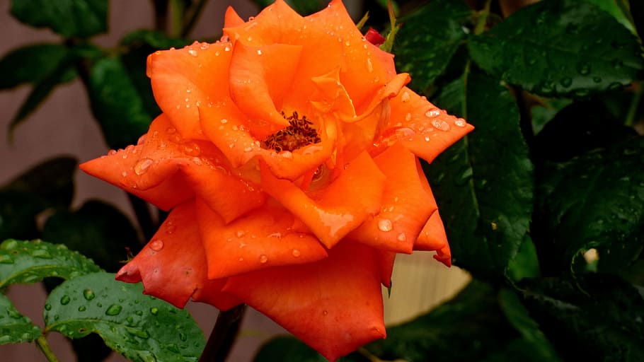Drops, rose, dažd, orange color, nature, leaf, close-up, freshness HD wallpaper