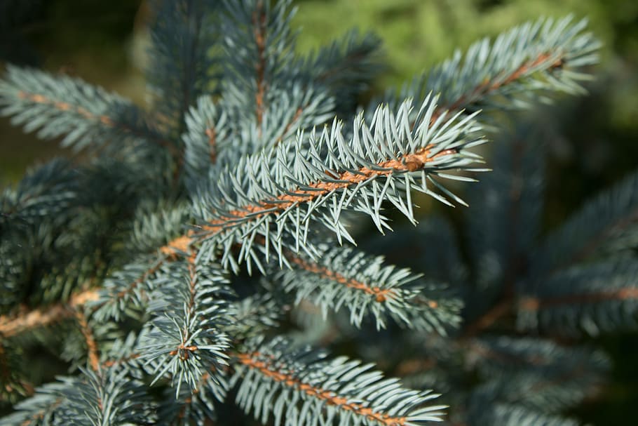 green plant, branches, evergreen, pine, fir tree, pine tree HD wallpaper