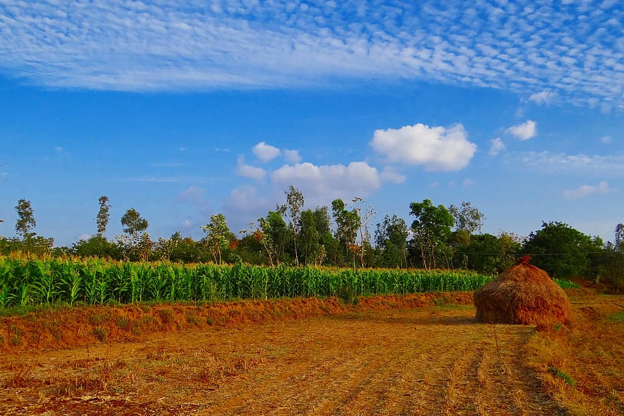 maize, crop, corn, paddy-stack, cultivation, agriculture, farm HD wallpaper