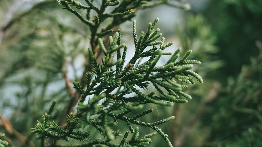 green, plants, tree, nature, green color, growth, coniferous tree HD wallpaper