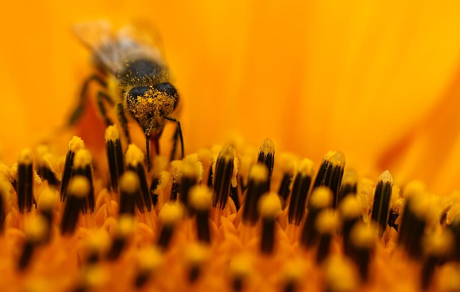honey bee perching on yellow flower in macro photography, Sun Flower HD wallpaper