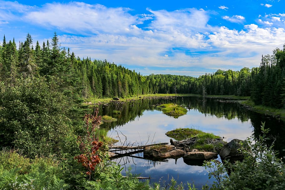 view of green leafed trees near body of water under clear sky HD wallpaper