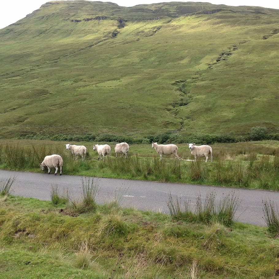 Skye, Isle, Sheep, Scotland, Scottish, nature, landscape, mountain, HD wallpaper