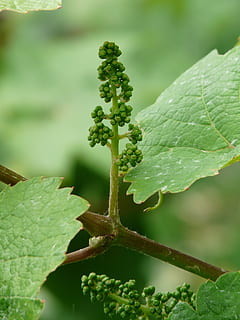 grapevine, vitis vinifera, wine, engine, branch, grow, wine leaf HD wallpaper