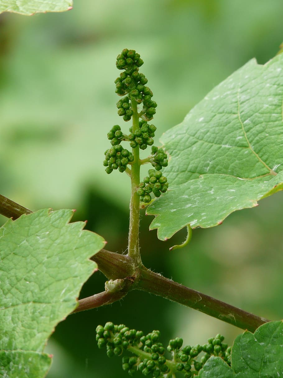 grapevine, vitis vinifera, wine, engine, branch, grow, wine leaf HD wallpaper