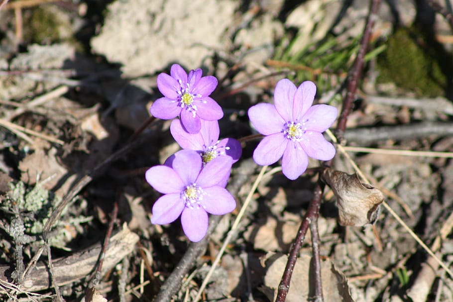hepatica, plant, flower, spring, spring plant, flowering plant HD wallpaper