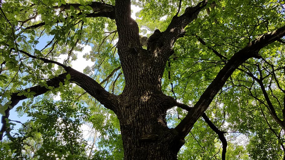 tree, twisted canopy, nature, plant, tree trunk, low angle view HD wallpaper