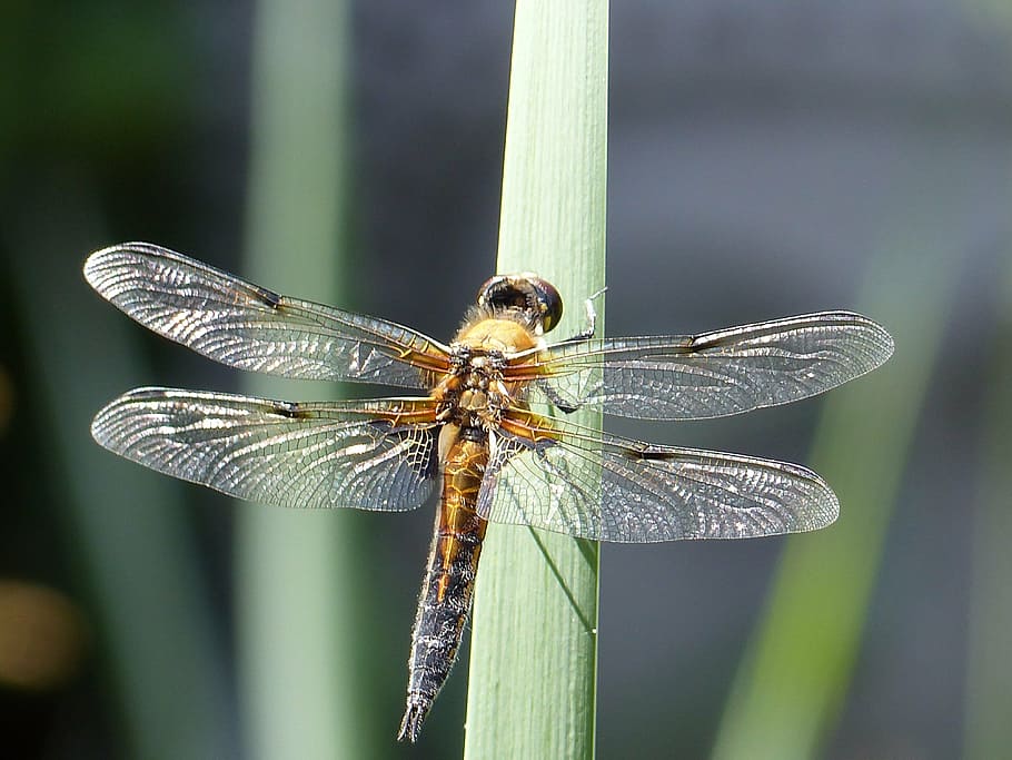 insect, flight insect, dragonfly, close, animal world, wing HD wallpaper
