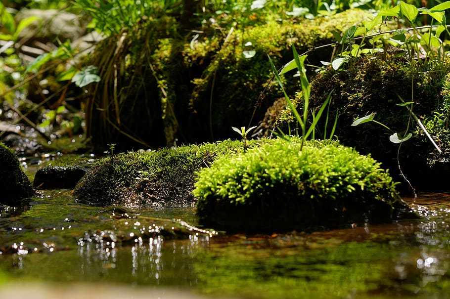 water, flow, creek, stream, moss, plants, vibrant, green, growth HD wallpaper