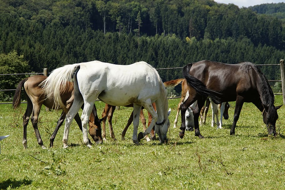 horses eating grass near trees at daytime, mares, foal, arabs HD wallpaper